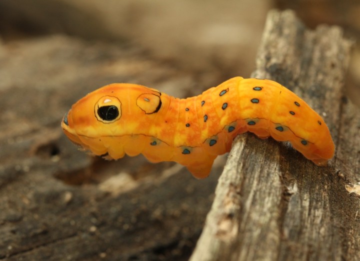  Spicebush Swallowtail Caterpillar